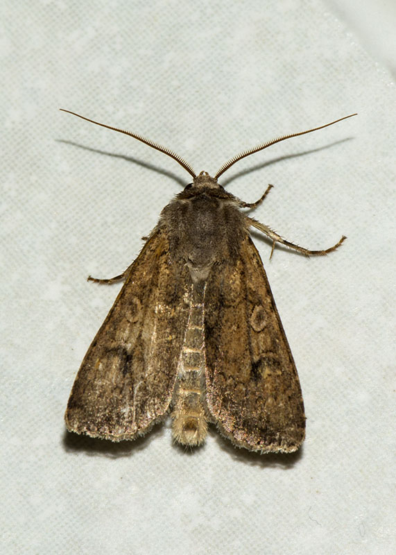 Noctuidae - Rhyacia simulans e Xestia xanthographa